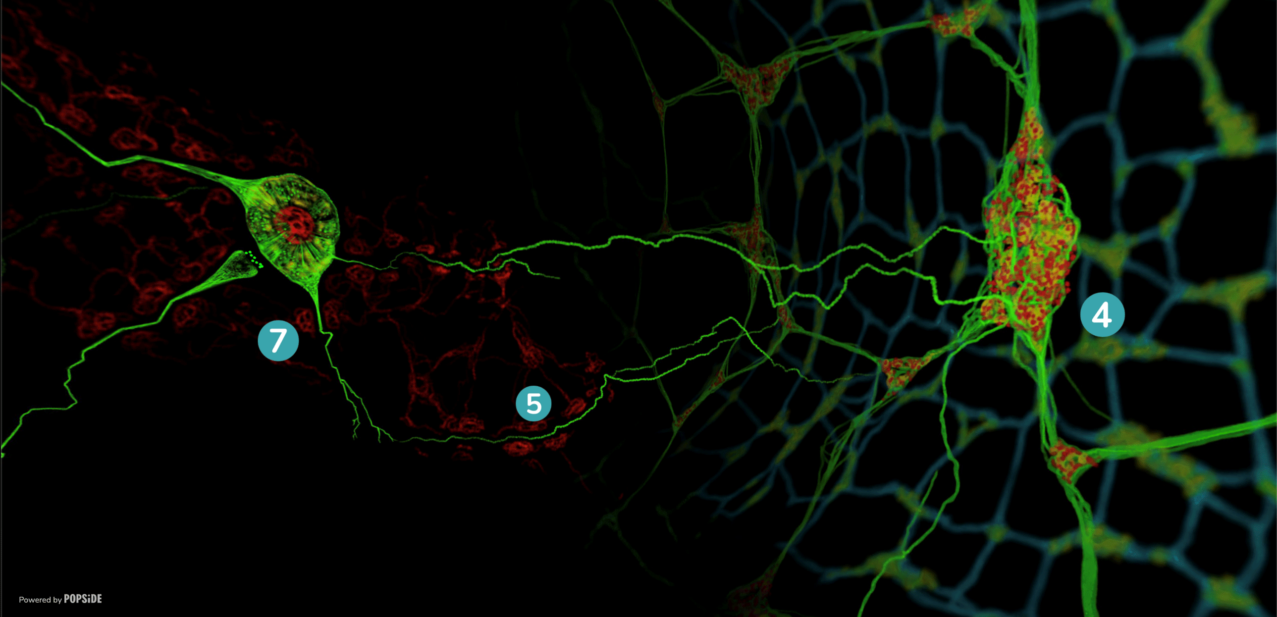 imagerie de neurones entériques