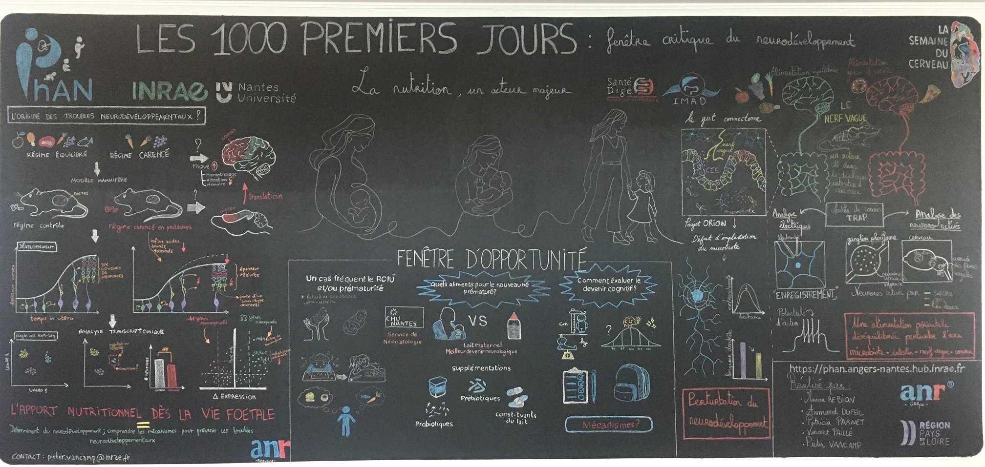 O'Tablo#20 : Les 1000 premiers jours : fenêtre critique du neurodéveloppement - La nutrition, un acteur majeur